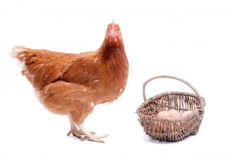 Window Vinyl Image Chicken Dec2018 768x511