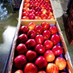 Turkey Fresh Fruit, Vegetables and Eggs