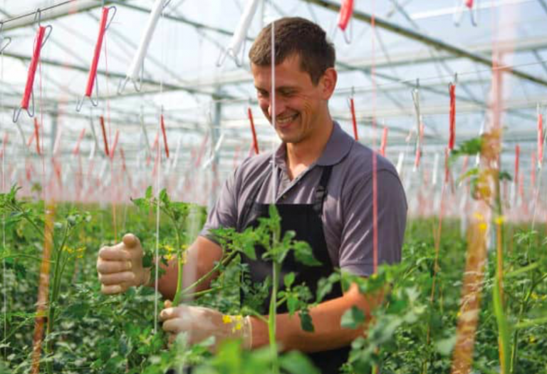 Tomato Farmer  768x525